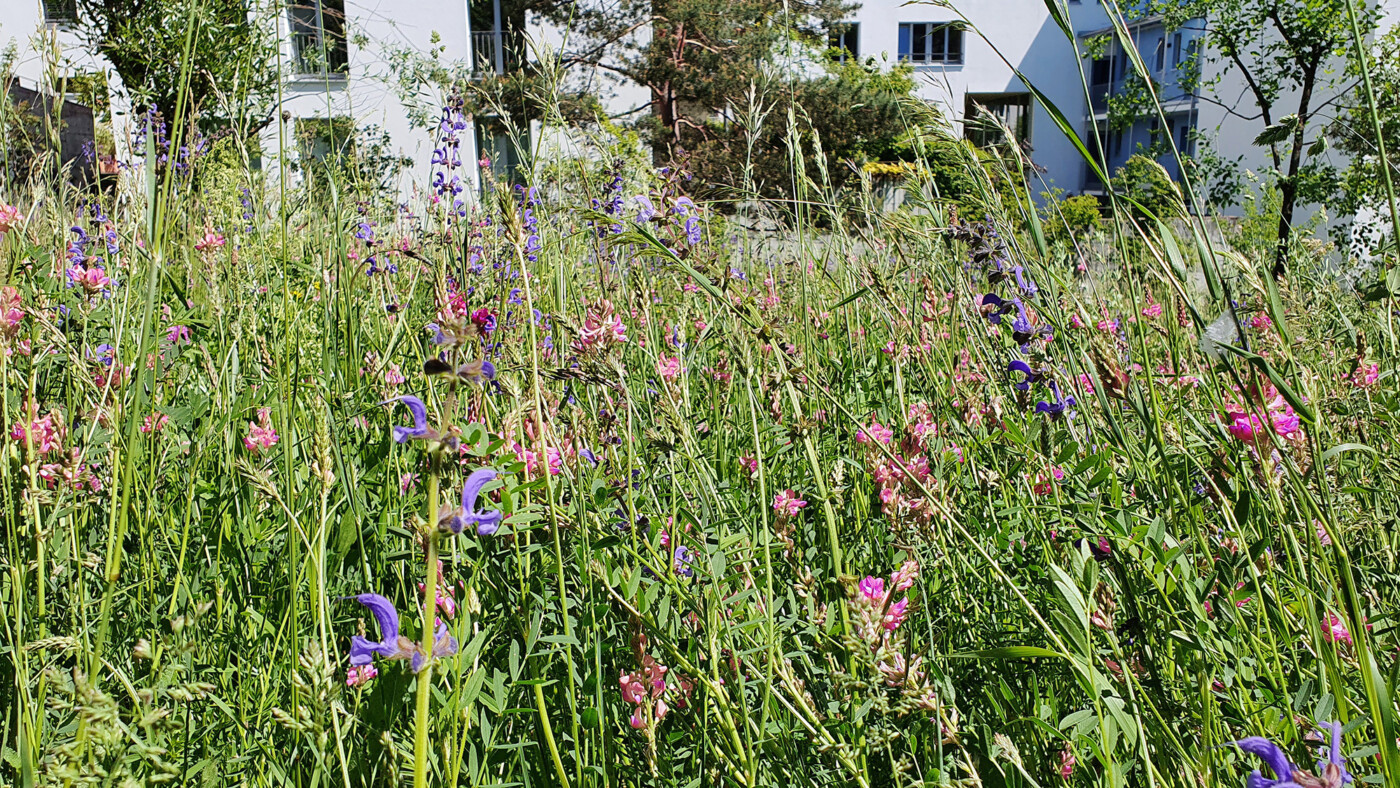 Daesterschildstiftung header Downloads